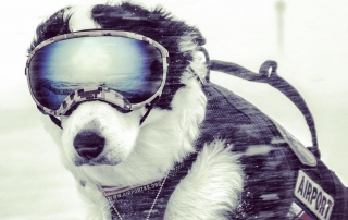 A Cool dog who has a website and a Facebook, Instagram and YouTube account