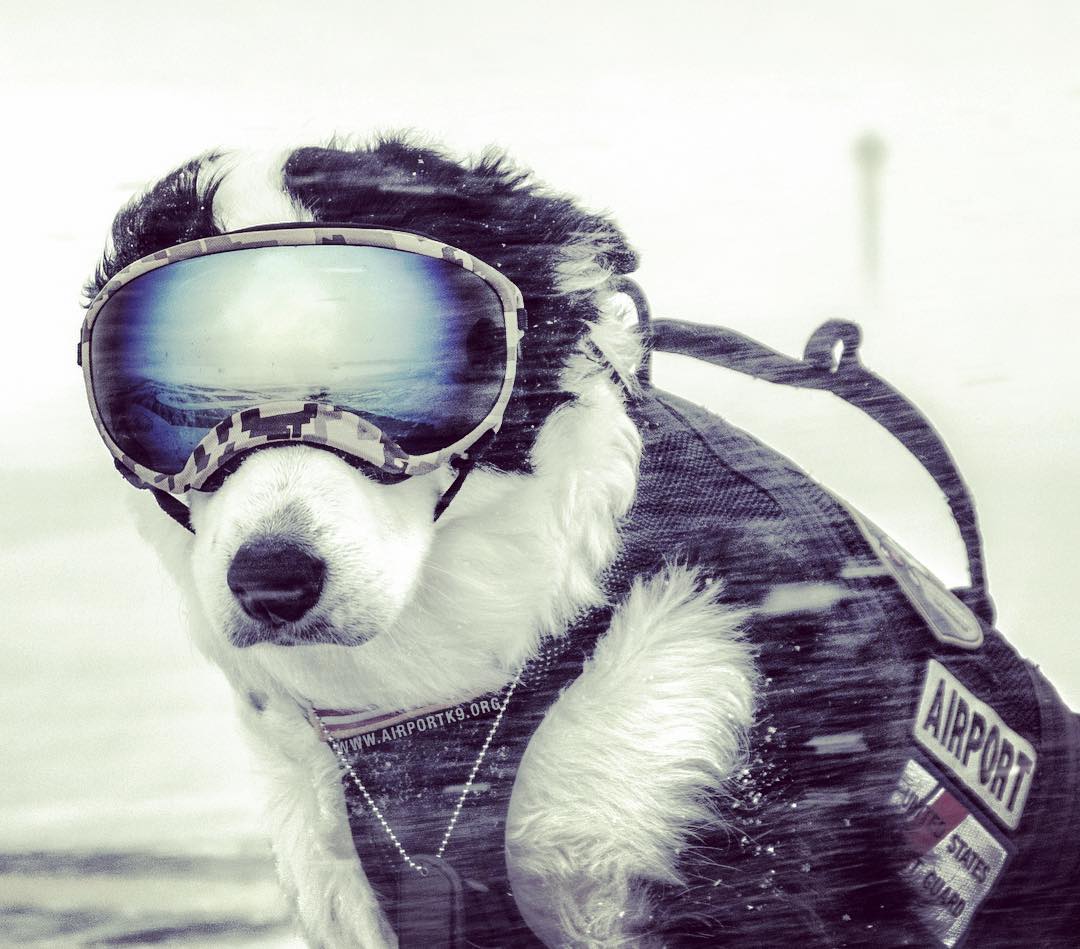 A Cool dog who has a website and a Facebook, Instagram and YouTube account