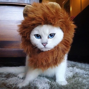 Coby the Internet Sensation dressed like Lion King