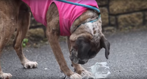 Boxer Dog Paris Is More Conscious About The Environment Than We Are