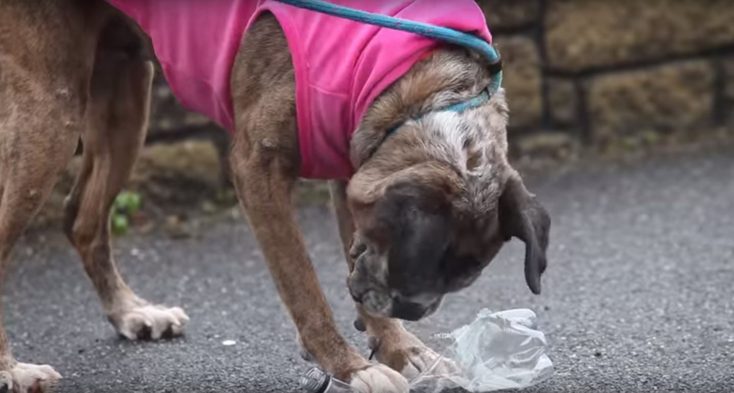 Boxer Dog Paris Is More Conscious About The Environment Than We Are