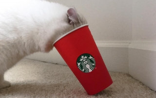 Coby the blue eyed cat is an Instagram sensation