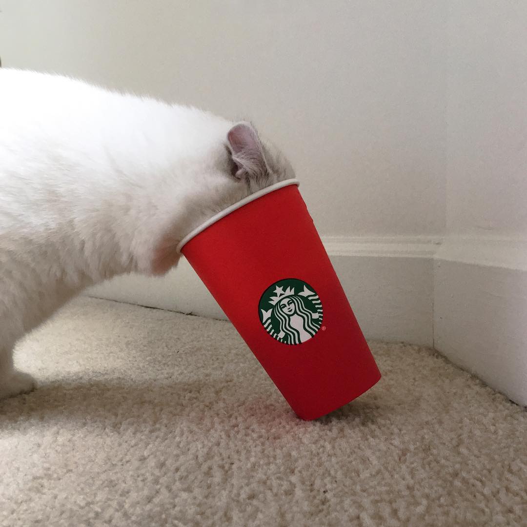 Coby the blue eyed cat is an Instagram sensation