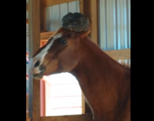 Lady is surprised to find this on her horse's head