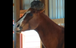 Lady is surprised to find this on her horse's head