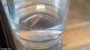 Man films bizarre-looking swimming worm that he claims came out of his drinking water TAP