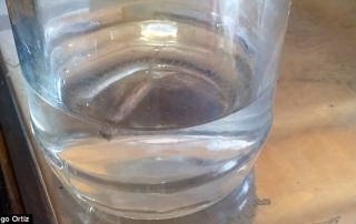 Man films bizarre-looking swimming worm that he claims came out of his drinking water TAP