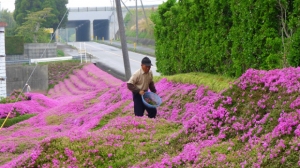 Man planting Flowers