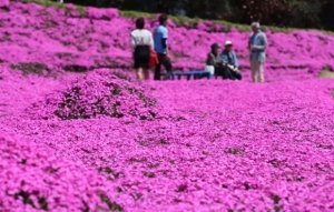 Man planting Flowers for his wife Beautiful Pink Garden in Japan