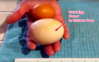 Massive 3-inch egg and you will be surprised to see whats inside