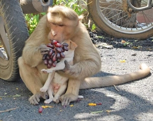 Monkey Feeds Puppy | Love between animals