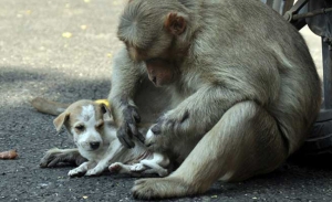 Monkey Takes Care Of The Puppy