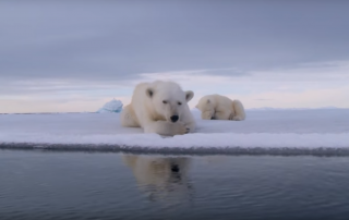 Polar Bears Try to smash the spy cam