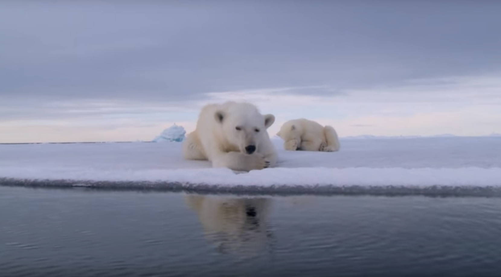 Polar Bears Try to smash the spy cam