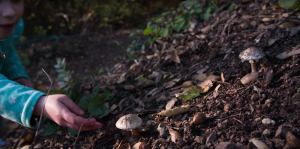 This Deadly Mushroom Can Kill Even Before You Realize It