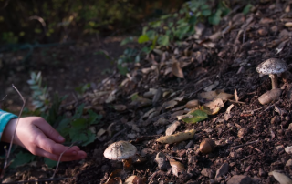 This Deadly Mushroom Can Kill Even Before You Realize It