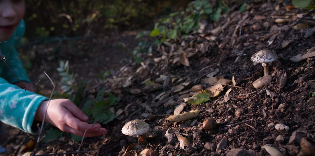 This Deadly Mushroom Can Kill Even Before You Realize It
