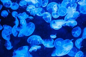 You will be shocked to see what a box jellyfish venom can do to a heart