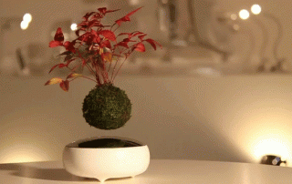 Air Bonsai - Floating Plants