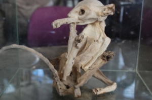 Bizarre mummyfied animal found in turkey