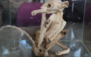 Bizarre mummyfied animal found in turkey