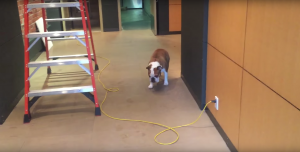 A Dog Who Feared Lot Of Things Learned How To Deal With Them In Strange Way