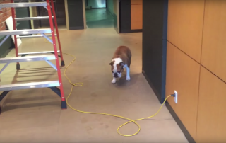 A Dog Who Feared Lot Of Things Learned How To Deal With Them In Strange Way