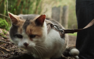 Blind Cat Stevie raises money for animal welfare