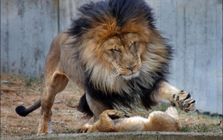 The cub rolls playfully over on to her back as the male catches up to her