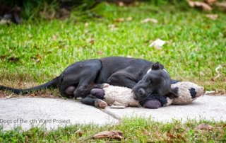 Stray Dog Resting WIth His Stuffed Toy