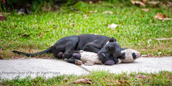 Stray Dog Resting WIth His Stuffed Toy