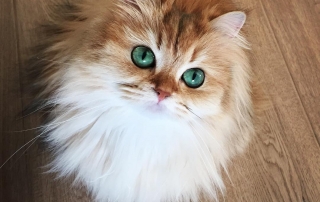 Smoothie, the world's most photogenic cat