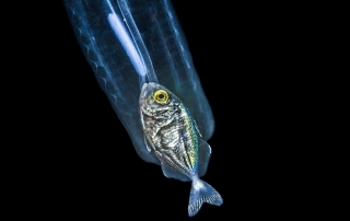 Eaten Fish Spotten in a Traslucent Sea Creature