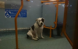 Dog Left on bus