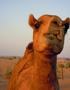 Angry Camel Bits Owner's Head After It Was Tied To Stand All Day In Heat