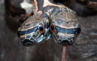Snake With 2 Heads Found In USA