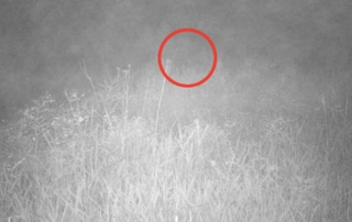 Something Creepy Caught on Trail Camera Footage
