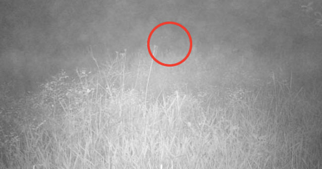 Something Creepy Caught on Trail Camera Footage