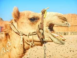 Tied In Heat All Day Angry Camel Bits Owner in Rajasthan India