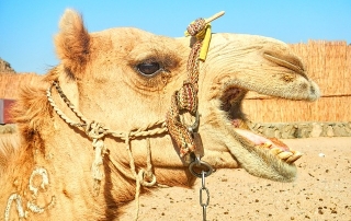 Tied In Heat All Day Angry Camel Bits Owner in Rajasthan India