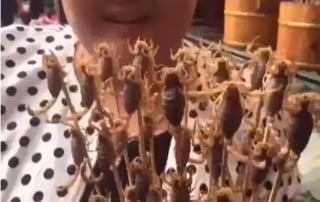 Eating Live Scorpions