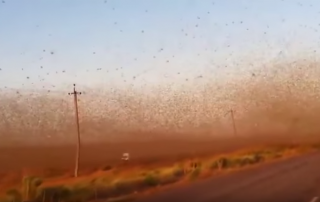Huge swarm of locusts attacks farms and devastates crops in Russia