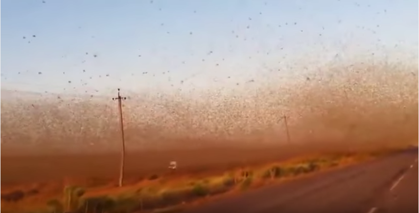 Huge swarm of locusts attacks farms and devastates crops in Russia