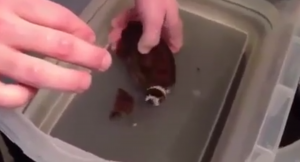 Man helps shark to hact from its egg