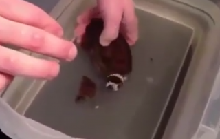 Man helps shark to hact from its egg