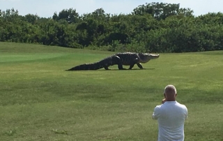 Massive Gator spotted in a glof course In Florida