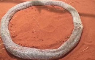 Snake Stuck In An Endless Loop Of Its Own Shedding Skin