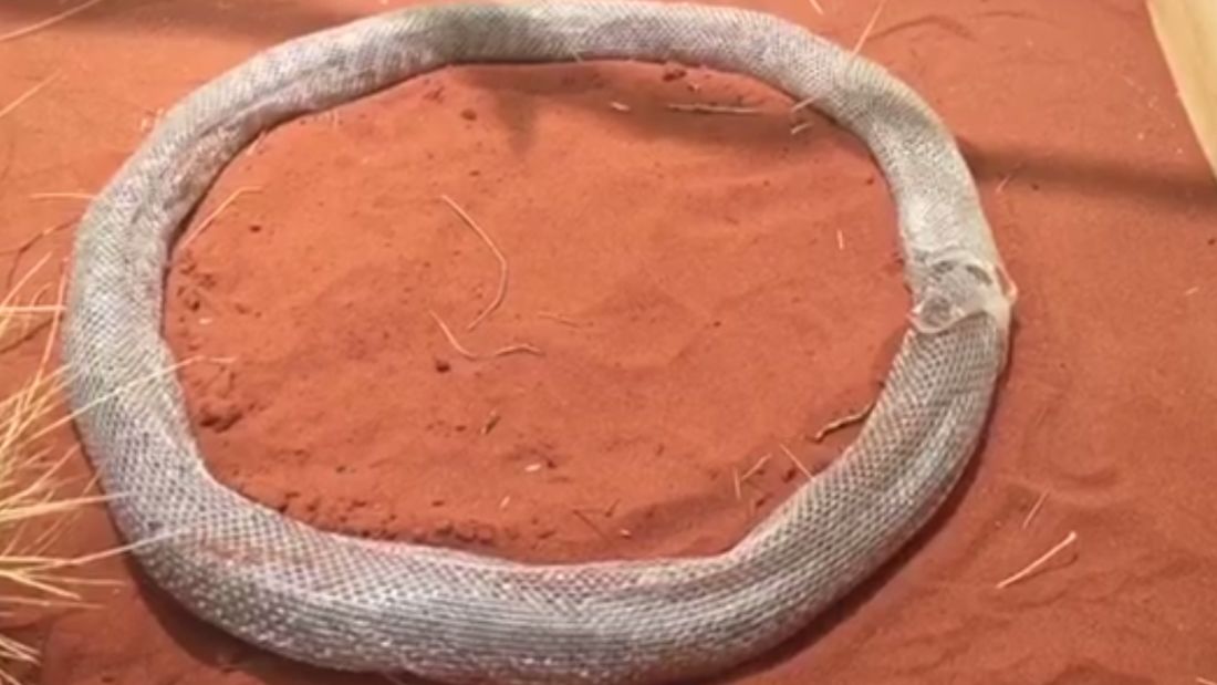 Snake Stuck In An Endless Loop Of Its Own Shedding Skin