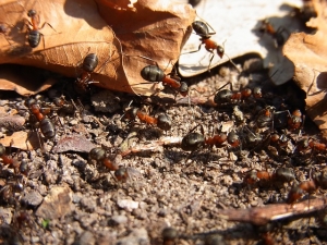What Fire Ants Can Do In Water Is Mind Boggling