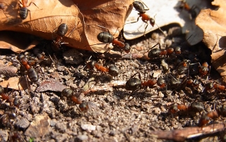 What Fire Ants Can Do In Water Is Mind Boggling